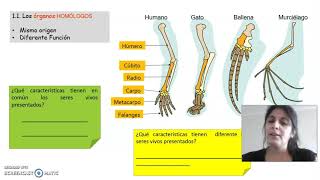 órganos homologos y analogos [upl. by Bern]