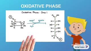 PENTOSE PHOSPHATE PATHWAY [upl. by Nytsud989]