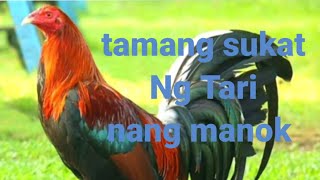 tutorial sa tamang sukat Ng Tari sa paa Ng manok panabong [upl. by Aisha]