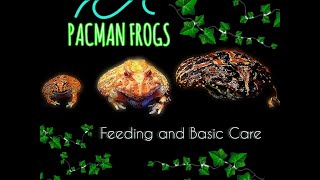 Pacman Frogs  Feeding and Basic Care Requirements  FAQ [upl. by Seppala910]