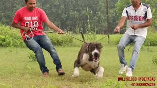 Everything you need to know about Bully Kutta  Bully Kutta Breed  Pakistani Bully bullybloodline [upl. by Cully]