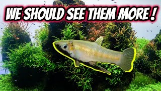 Top 5 Underrated Livebearers in the Aquarium Hobby [upl. by Danette]