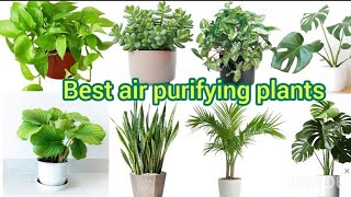 Best air purifying plantsBest indoor plantsAir purifying plants for bedroomPlants for oxygen [upl. by Valsimot]