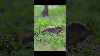 Prairie Dog town in Caprock Canyon State Park Texasプレーリードッグ Caprock canyon state park [upl. by Maon]