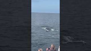 3 Super Close Humpbacks part II 101424 [upl. by Warde]