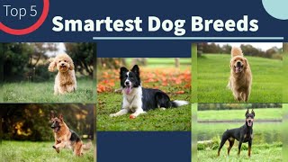 Top 5 Smartest Dog Breeds  Canine Intelligence Ranking [upl. by Tahp137]