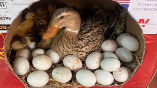 New Creative Make Nest For Hatching Duck Eggs With Cardboard amp Wood  50Duckling Hatching From Eggs [upl. by Elodia]