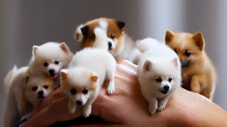 Mini Alaskan dogs adorable super small dogs funny animal videos [upl. by Atinaujnas924]