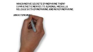 Vasoconstrictors norepinephrine epinephrine and angiotensin  DNMS [upl. by Enomad]