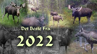 Viltkamera  Det Beste Fra 2022 Sesongen [upl. by Meean]