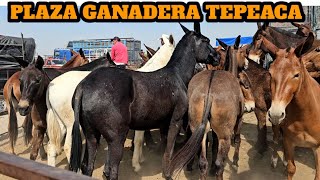 Plaza Ganadera Tepeaca Puebla México El paraíso de las mulas finas gigantes caballos finos yeguas [upl. by Manas]