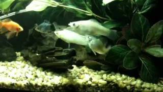 Silver Molly Fish Mating [upl. by Anila]