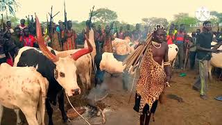 Makuach Tut inside his cattles [upl. by Ahrendt]