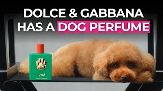 Dolce amp Gabbana Launches Dog Perfume [upl. by Lahcim]