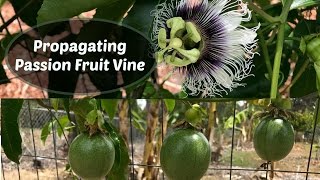 Propagating Passion Fruit  Passiflora edulis cuttings [upl. by Lacefield]