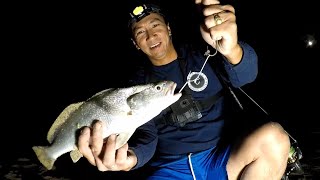 Awesome Mulloway and Tailor Fishing at Night [upl. by Pascia]