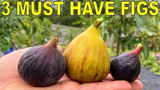 3 MUST HAVE FIG VARIETIES For Every Garden [upl. by Hannie514]