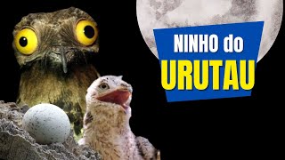 Como é o NINHO do URUTAU ou MÃE DA LUA  O ovo e o filhote de um PÁSSARO com canto incrível [upl. by Tyoh]