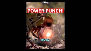 MANTIS SHRIMP POWER 🥊trending mantisshrimp sea facts amazing fish power speed shorts cool [upl. by Geof]