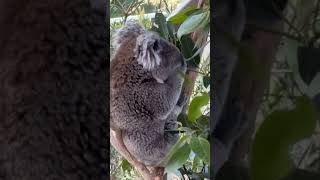 ‼️koalas 🐨🐾‼️koala youtubeshorts trending trzoo sanctuary shortvideo viralshort tamil [upl. by Dunlavy]