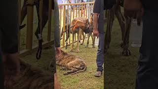 DogShow MysuruDasara2024 Trending YTShorts  PetShow [upl. by Rattray]