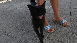 Angry black cat meows aggressively and doesnt let me pet her [upl. by Haerdna554]