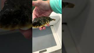 Blowfish Puffer Fish Released NJ Fishing [upl. by Tonie198]