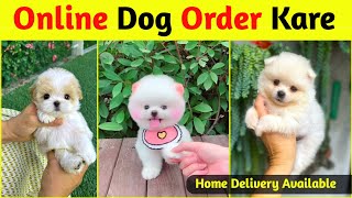 Online dog kaise kharide  Teacup Pomeranian dog  How to buy a dog online  Online Dog buy kare [upl. by Eiznikcm266]