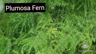 AsparagusPlumosa Fern Care for greenbushy and healthy plantUsed for indoor decoration [upl. by Mcneely178]