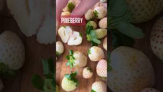 🍓 Pineberry foodie shorts fruits [upl. by Shaffer]