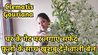 Clematis Gouriana plant careघर की एंट्रेंस पर लगाएं सफेद फूलों के साथ खुशबू देने वाली यह सस्ती बेल [upl. by Ventura865]