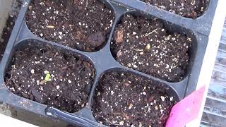 How To Start Gazania Flowers From Seed Seedlings Update [upl. by Louanne]