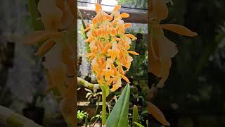 Epidendrum polyanthum orchid orange flowers Playa del Carmen Mexico tropical Caribbean plant life [upl. by Ramah794]