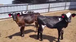 Fullmer Cattle customraised Jersey Cross Steers and Heifers HD  calf raising video [upl. by Halladba782]