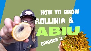 How to grow Rollinia Deliciosa and Abiu from seed  Ep 2 [upl. by Eerized]