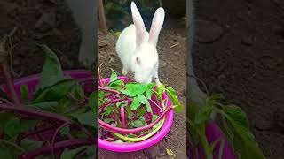 My mother rabbit🐇🐰 shortvideo cuteanimal smallpet petbunny bunny pet viralshort shorts [upl. by Guildroy]