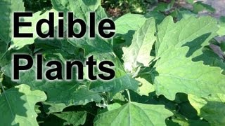 Lambsquarters Foraging for Edible Wild Plants  GardenFork [upl. by Belanger]