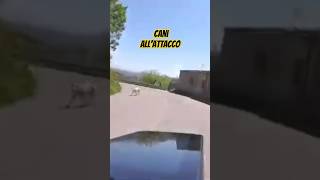 CANI ALLATTACCO bici bdc ciclismo shortsvideo [upl. by Eanod]