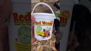 Easy DIY Worm Bin [upl. by Enyawad799]