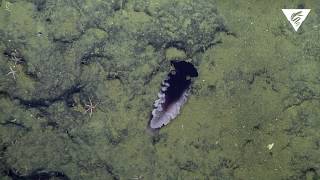 New nudibranch species discovered [upl. by Welcy]