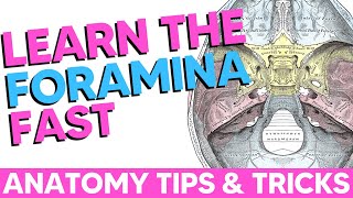 Cranial Foramina Easy Anatomy Mnemonics [upl. by Ariec]