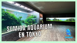 Visitando el Sumida Aquarium en Tokyo [upl. by Lleryd]