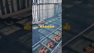 Useful conveyor belt transporting corn in storage [upl. by Yllen]