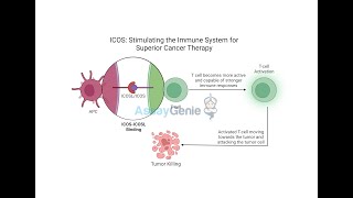 ICOS Stimulating the Immune System for Superior Cancer Therapy [upl. by Lobiv]