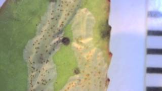 Leaf mining from early instar of the moth Caloptilia palustriella [upl. by Ten319]