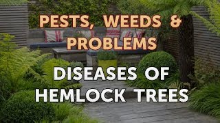 Diseases of Hemlock Trees [upl. by Lorrac290]