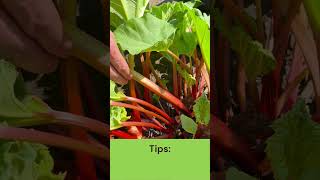 How to Harvest Rhubarb rhubarb gardening harvest howtoharvest [upl. by Eldreeda937]