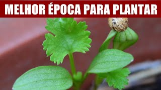 QUAL A MELHOR ÉPOCA PARA PLANTAR COENTRO [upl. by Hunley12]