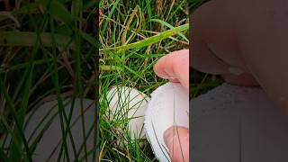 champignon mushrooms nederland kanaal fungi [upl. by Aronek]