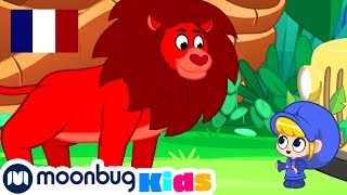 Mon Lion De Compagnie  MORPHLE  Vidéos Pour Enfants  Moonbug en Français [upl. by Ahsienet872]